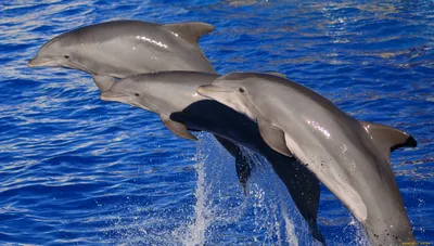 Обои Животные Дельфины, обои для рабочего стола, фотографии животные,  дельфины, вода, море, млекопитающее Обои для рабочего стола, скачать обои  картинки заставки на рабочий стол.