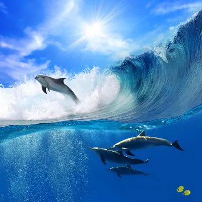 Обои для рабочего стола Дельфины Море Океан Волны в прыжке 5400x5400