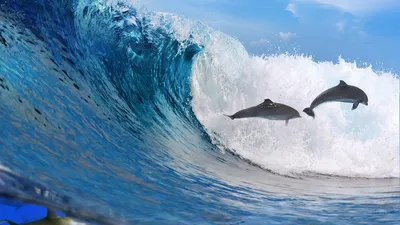 Обои дельфины, океан, волна, свобода картинки на рабочий стол, фото скачать  бесплатно