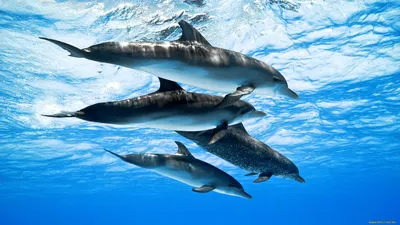 Обои Животные Дельфины, обои для рабочего стола, фотографии животные,  дельфины, вода, океан, море, стая Обои для рабочего стола, скачать обои  картинки заставки на рабочий стол.