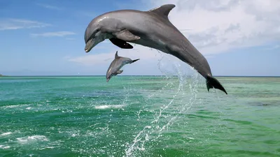 Дельфины скачать фото обои для рабочего стола (картинка 7 из 20)