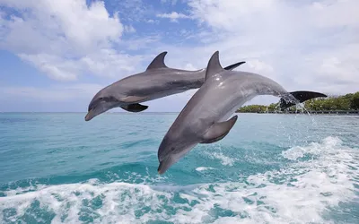Дельфины скачать фото обои для рабочего стола (картинка 13 из 20)