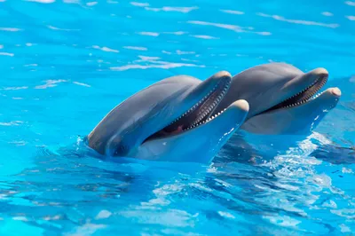 Обои Животные Дельфины, обои для рабочего стола, фотографии животные,  дельфины, вода Обои для рабочего стола, скачать обои картинки заставки на рабочий  стол.