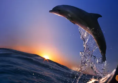 Обои дельфин, океан, вода, брызги, закат, прыжок на рабочий стол