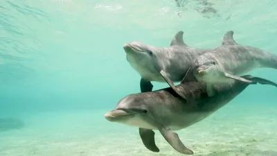 Обои дельфины, подводный мир, плавать, забота, семья картинки на рабочий  стол, фото скачать бесплатно