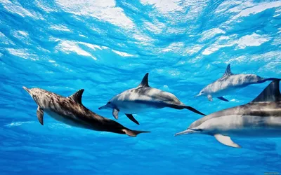 Обои Животные Дельфины, обои для рабочего стола, фотографии животные,  дельфины, океан, стая Обои для рабочего стола, скачать обои картинки  заставки на рабочий стол.