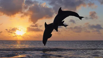 Обои Животные Дельфины, обои для рабочего стола, фотографии животные,  дельфины, даль, прыжок, пейзаж, тело, силуэт, рассвет, горизонт, пара,  небо, море Обои для рабочего стола, скачать обои картинки заставки на рабочий  стол.