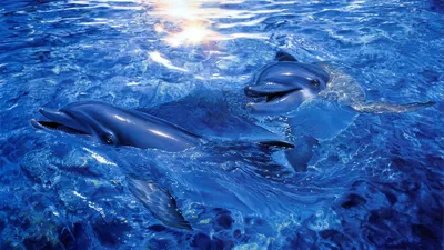 Обои Дельфины арт, картинки - Обои для рабочего стола Дельфины арт фото из  альбома: (животные)