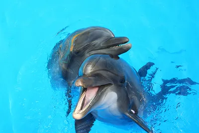 Обои для рабочего стола Дельфины Подводный мир Двое животное