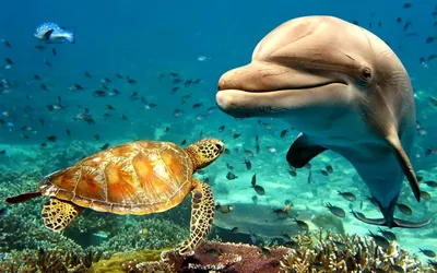 Обои на рабочий стол Улыбающийся дельфин и черепаха в подводном мире среди  рыб, обои для рабочего стола, скачать обои, обои бесплатно