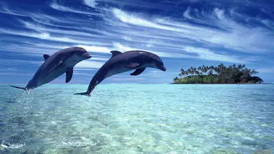 Обои Животные Дельфины, обои для рабочего стола, фотографии животные,  дельфины, океан, остров, пальмы, тропики Обои для рабочего стола, скачать  обои картинки заставки на рабочий стол.