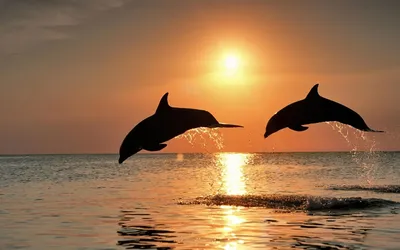 Animal Dolphin HD Wallpaper