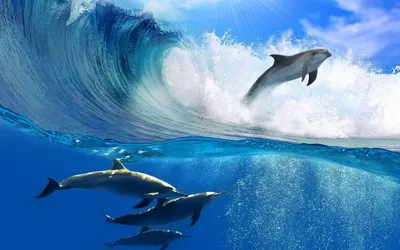 Обои на рабочий стол Дельфины играют на волнах, обои для рабочего стола,  скачать обои, обои бесплатно