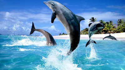 Обои дельфины, пара, дуэт, вода картинки на рабочий стол, фото скачать  бесплатно