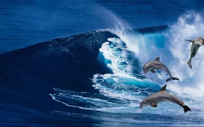 Скачать обои Подводный мир Christian Riese Lassen, дельфины, вечная любовь  на рабочий стол 1024x768