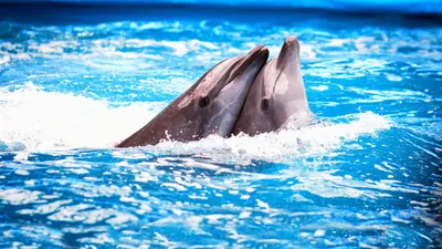 Обои дельфины, море, волны, прыжок, пара картинки на рабочий стол, фото  скачать бесплатно