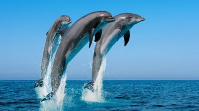 Скачать обои Дельфины, Волна, Море в разрешении 5120x3200 на рабочий стол
