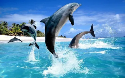 Обои на рабочий стол Из морской воды выпрыгивающие дельфины и белая чайка  над волной, обои для рабочего стола, скачать обои, обои бесплатно