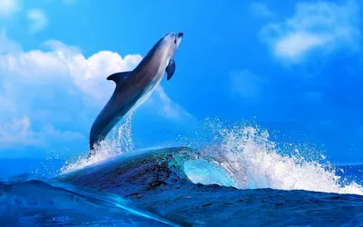 Дельфин обои - 70 фото