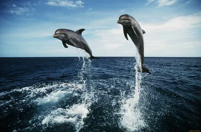 Обои Животные Дельфины, обои для рабочего стола, фотографии животные,  дельфины Обои для рабочего стола, скачать обои картинки заставки на рабочий  стол.