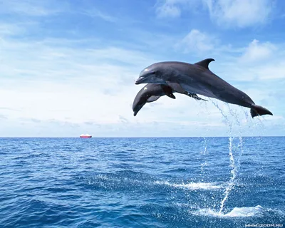 Дельфины обои на рабочий стол - 56 фото