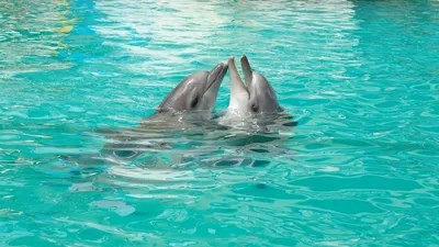 Фотография Дельфины Вода животное
