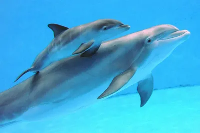 У краснокнижных дельфинов в неволе родились дети - РИА Новости Крым,  28.08.2021