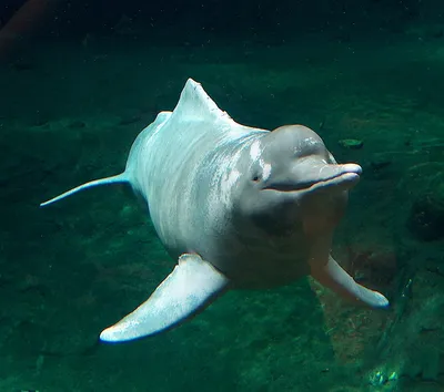 дельфин выпрыгивает из океана, дельфин, вода, небо фон картинки и Фото для  бесплатной загрузки