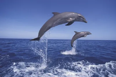 Истребляли миллионами. Дельфины были добычей и ценным сырьём | ОБЩЕСТВО:  События | ОБЩЕСТВО | АиФ Крым