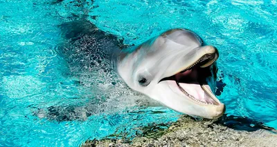 Тренер дельфинов - о том, умеют ли они любить и ненавидеть - Российская  газета