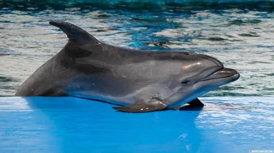 Где можно увидеть дельфинов в России в естественной среде обитания? |  Истории | Чемодан — путешествия по России