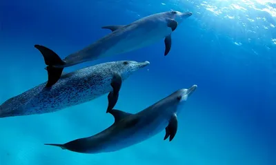 Трех спасенных дельфинов выпустили из индонезийского заповедника в океан |  ИА Красная Весна