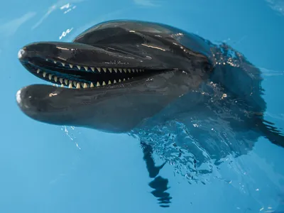 Чем опасны дельфины? Туристов просят не подплывать к ним близко - 15  августа 2023 - 93.ру