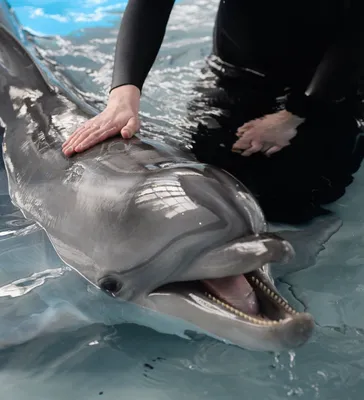 Дельфины, как и люди, оказались подвержены замедлению метаболизма с  возрастом