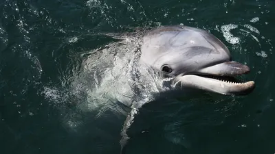 Вирус или \"ослепление\" из-за военных локаторов? В Черном море массово  гибнут дельфины, Россия и Украина спорят, кто в этом виноват