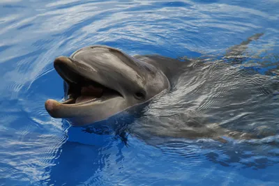 Картина по номерам - Игривые дельфины ©art_selena_ua (KHO-R1028)