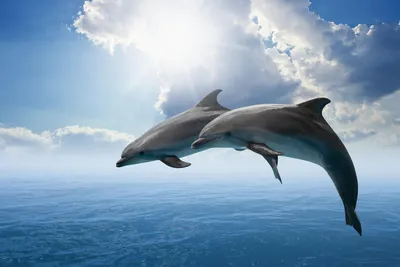 Дельфины выпрыгивают из воды в океане | Премиум Фото
