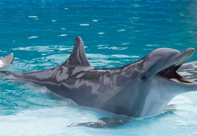 Почему дельфины спасают тонущих людей?