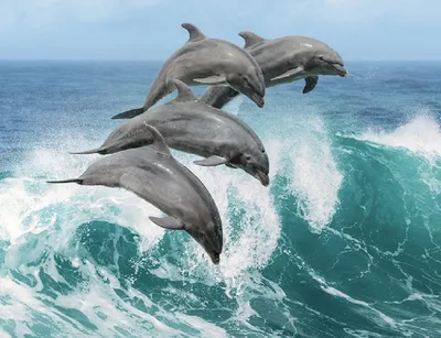 Дельфины картинки фото фотографии