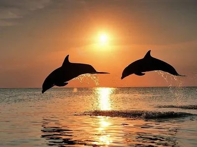Дельфины красивые фото 