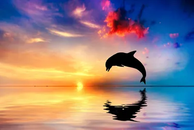 Фотообои Красивые дельфины на стену. Купить фотообои Красивые дельфины в  интернет-магазине WallArt