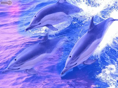 Красивые дельфины прыгают в море на…» — создано в Шедевруме