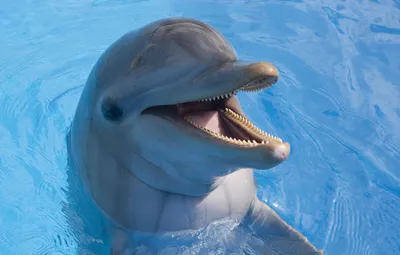 Красивый дельфин под водой. Красиво…» — создано в Шедевруме