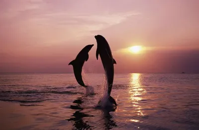 Бесплатное изображение: Животные, красивые фото, Дельфин, океан, Портрет,  соленой воды, бассейн, вода, Подводный, море