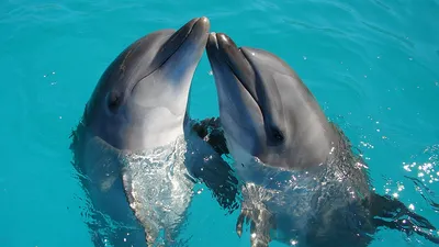 слишком красивые дельфины - онлайн-пазл