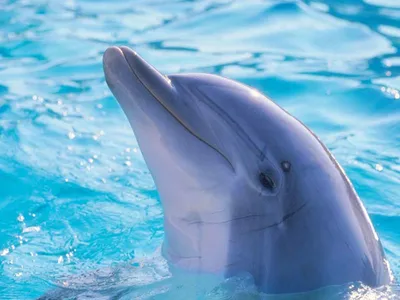 Дельфины белого моря - 68 фото