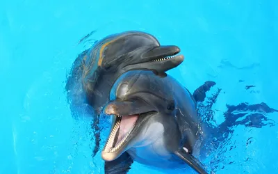 Картинки Дельфины Животные