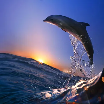 Милые дельфины в дельфинарии :: Стоковая фотография :: Pixel-Shot Studio