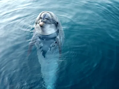 Дельфины - интересные подробности личной жизни | Обитатели водных глубин |  Дзен