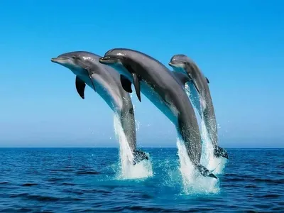 Дельфины - интересные подробности личной жизни | Обитатели водных глубин |  Дзен